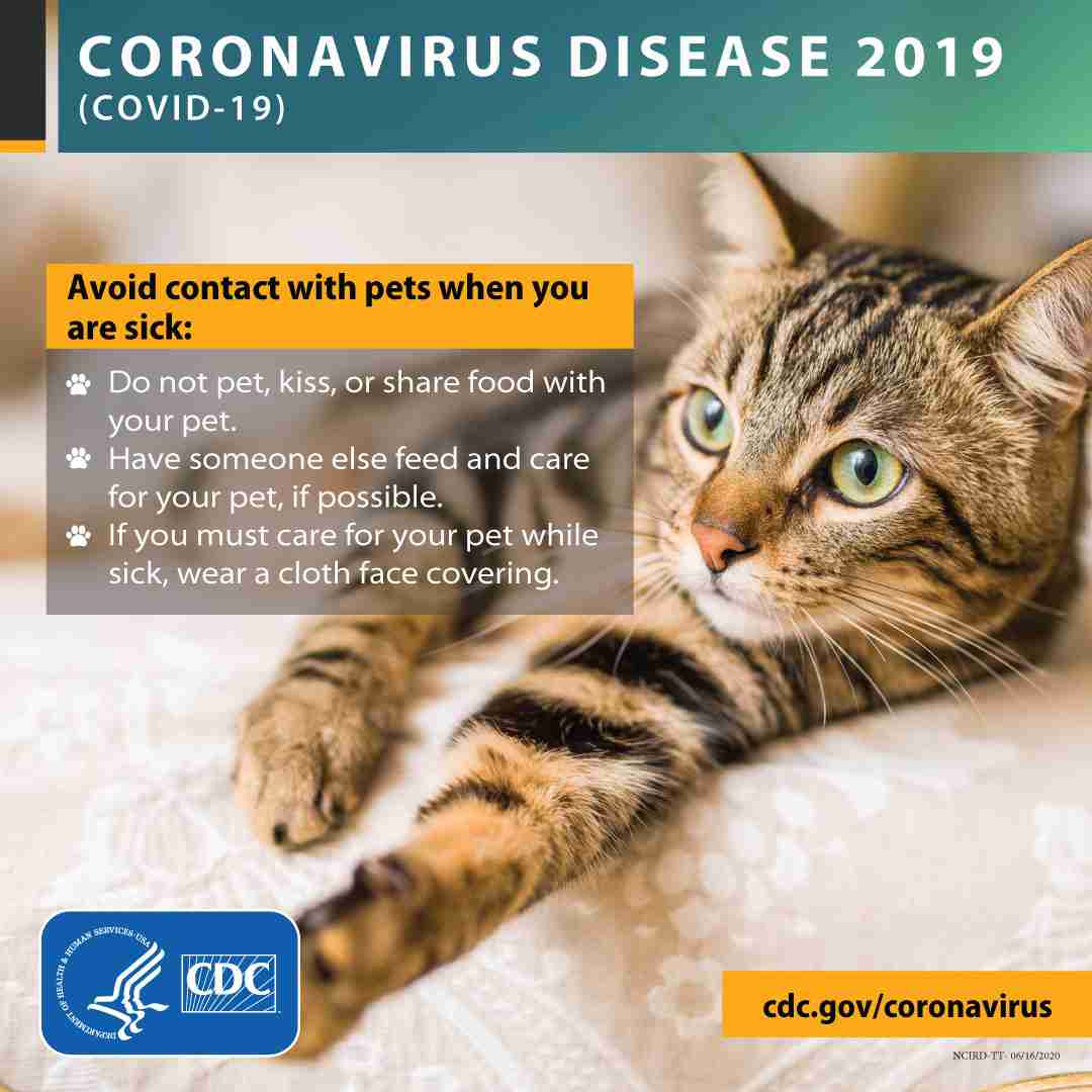 Avoid contact with pets when you are sick