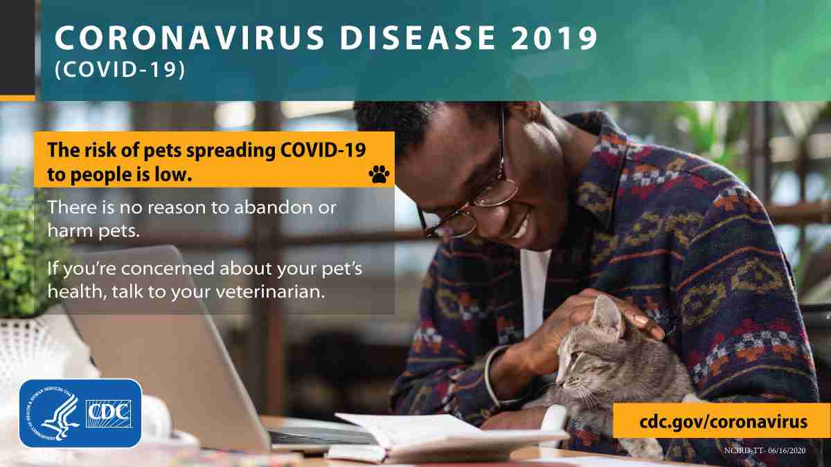 The risk of pets spreading COVID-19 to people is low