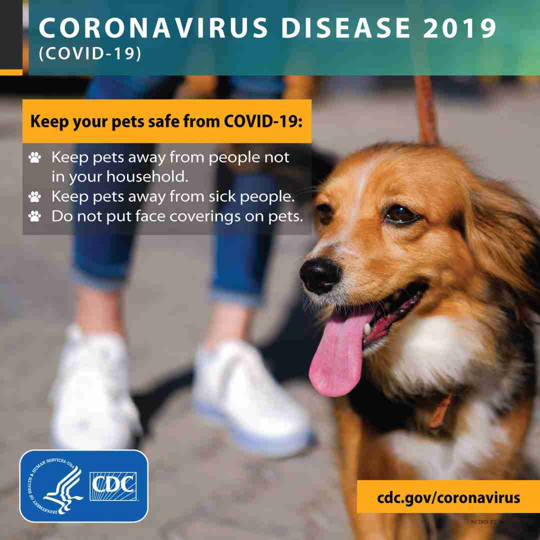 Keep your pets safe from COVID-19
