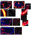 Fluorescence-based imaging of paravascular CSF-ISF exchange.