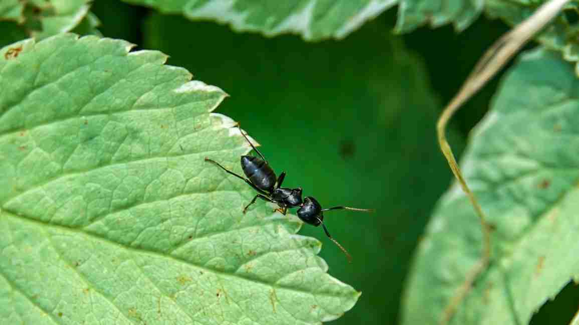 carpenter ant bite, carpenter ant on a leaf