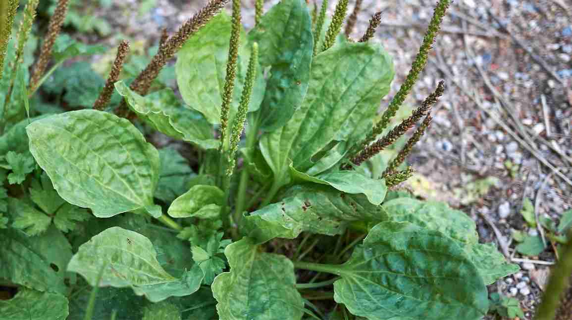 plantain weed growing wild