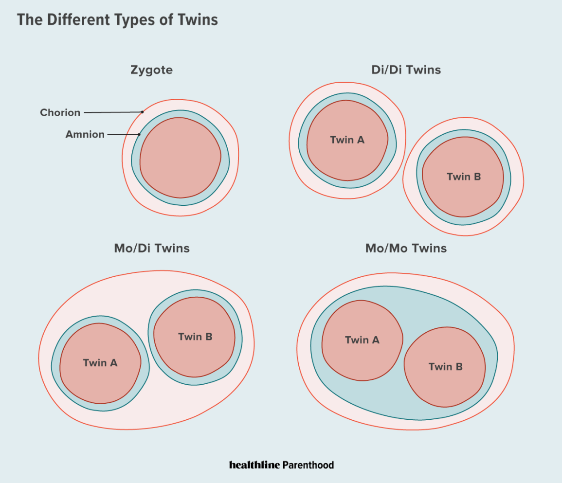 twin types infographic