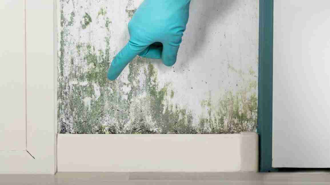 A gloved hand points to spots of greenish mold on an indoor wall. 