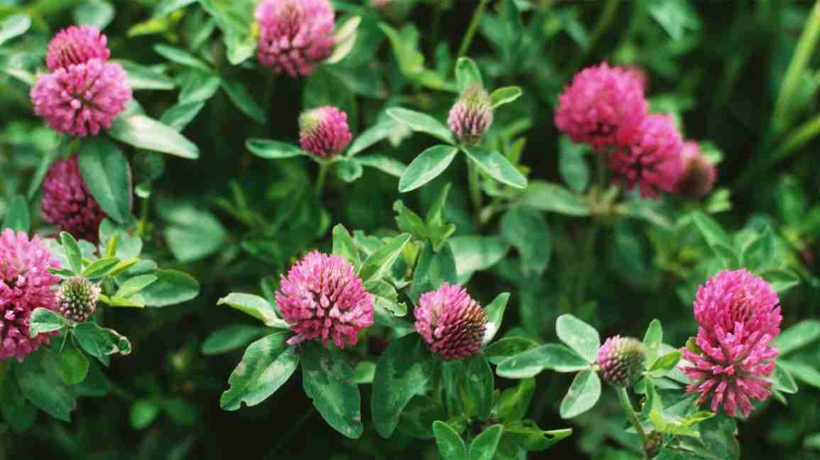 red clover growing wild