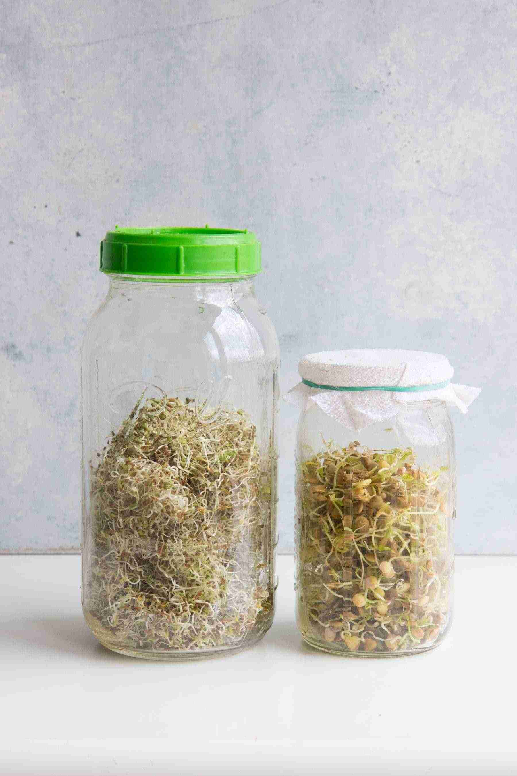 Two mason jars side-by-side filled with clover and lentil sprouts