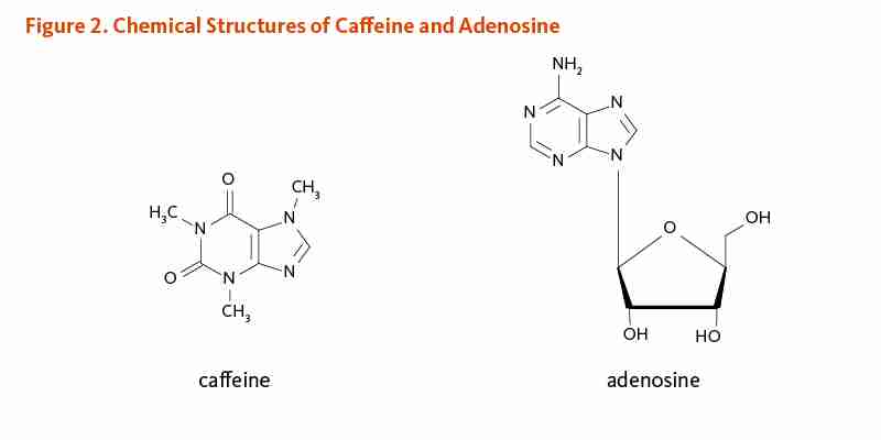 Figure 2. Chemical Structures of Caffeine and Adenosine.