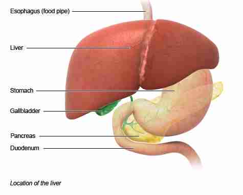 Illustration: Location of the liver