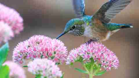 How do male hummingbird dance moves alter their appearance?